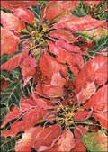hazy jean christmas card poinsettia